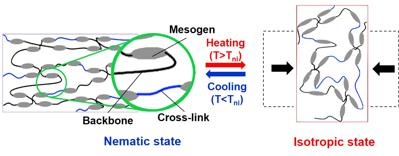 Journal Club For July 2022: Liquid Crystal Elastomers: Programming ...